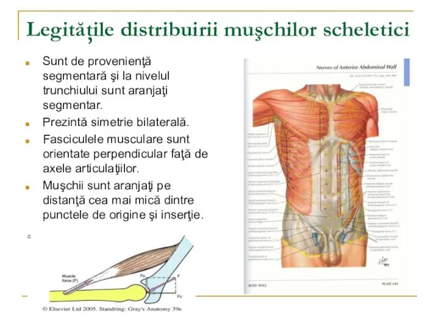 Legităţile distribuirii muşchilor scheletici Sunt de provenienţă segmentară şi la nivelul