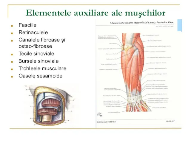 Elementele auxiliare ale muşchilor Fasciile Retinaculele Canalele fibroase şi osteo-fibroase Tecile