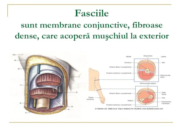 Fasciile sunt membrane conjunctive, fibroase dense, care acoperă muşchiul la exterior