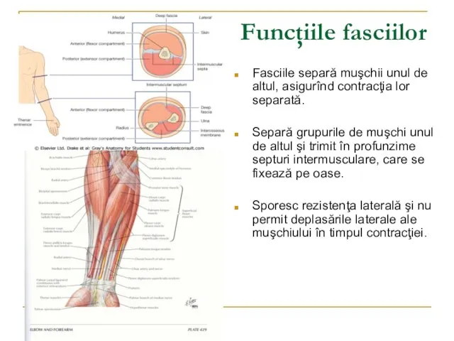 Funcţiile fasciilor Fasciile separă muşchii unul de altul, asigurînd contracţia lor