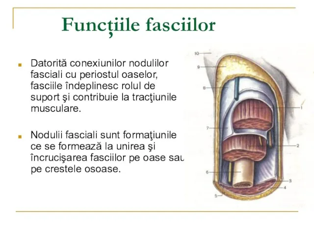 Funcţiile fasciilor Datorită conexiunilor nodulilor fasciali cu periostul oaselor, fasciile îndeplinesc