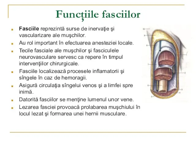 Fasciile reprezintă surse de inervaţie şi vascularizare ale muşchilor. Au rol