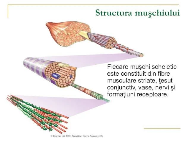 Structura muşchiului Fiecare muşchi scheletic este constituit din fibre musculare striate,