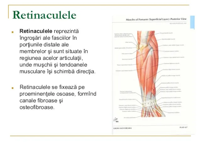 Retinaculele Retinaculele reprezintă îngroşări ale fasciilor în porţiunile distale ale membrelor