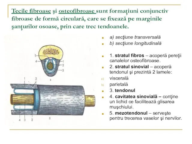 Tecile fibroase şi osteofibroase sunt formaţiuni conjunctiv fibroase de formă circulară,