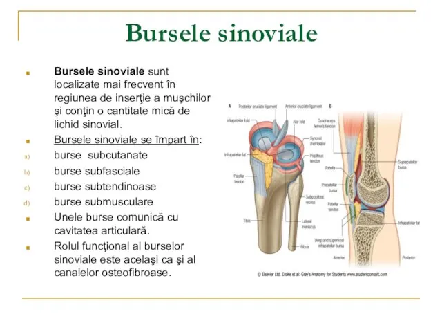 Bursele sinoviale Bursele sinoviale sunt localizate mai frecvent în regiunea de