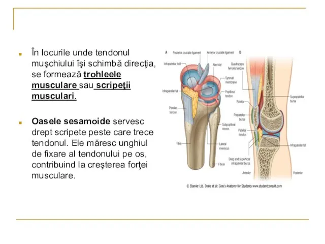 În locurile unde tendonul muşchiului îşi schimbă direcţia, se formează trohleele