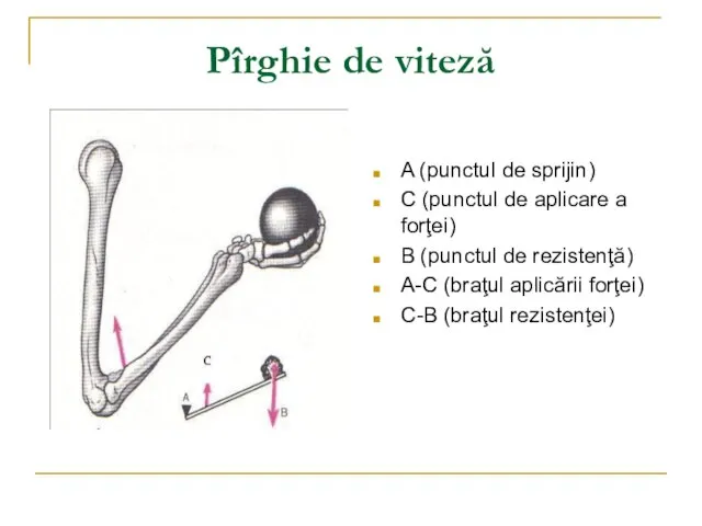 Pîrghie de viteză A (punctul de sprijin) C (punctul de aplicare