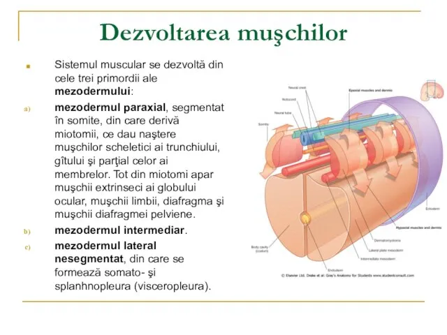 Dezvoltarea muşchilor Sistemul muscular se dezvoltă din cele trei primordii ale