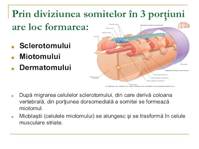 Prin diviziunea somitelor în 3 porţiuni are loc formarea: Sclerotomului Miotomului