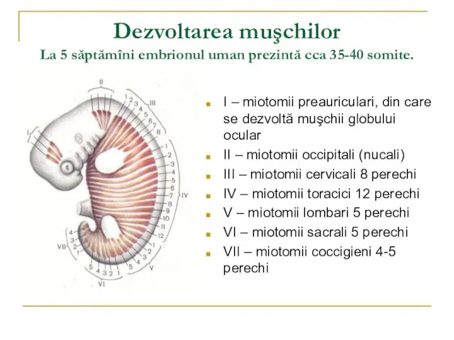 Dezvoltarea muşchilor La 5 săptămîni embrionul uman prezintă cca 35-40 somite.