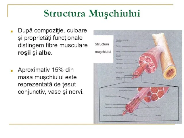 Structura Muşchiului După compoziţie, culoare şi proprietăţi funcţionale distingem fibre musculare