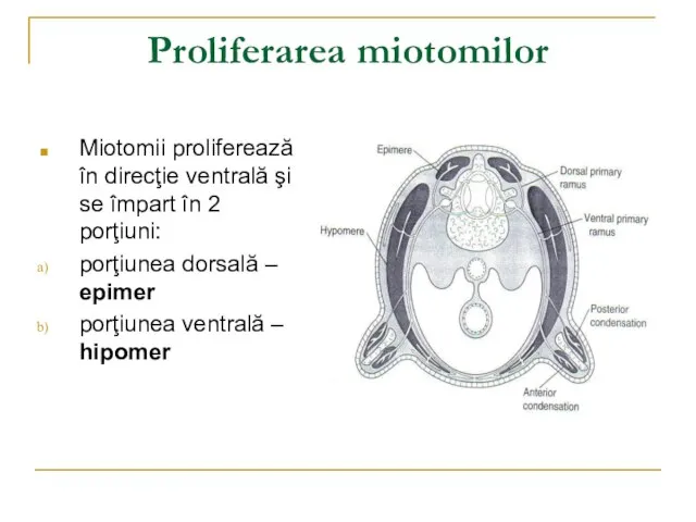 Proliferarea miotomilor Miotomii proliferează în direcţie ventrală şi se împart în