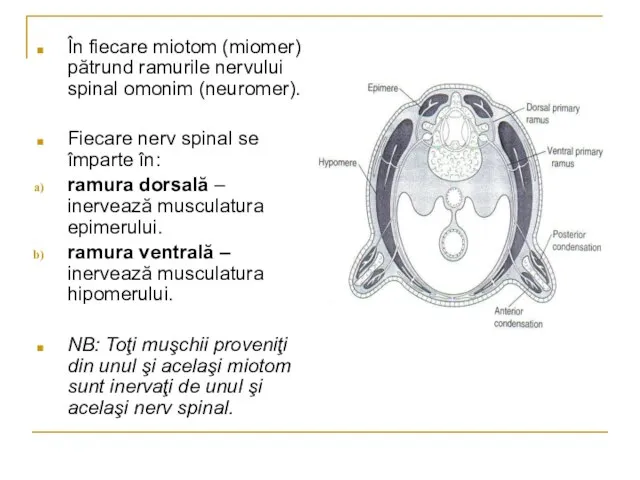 În fiecare miotom (miomer) pătrund ramurile nervului spinal omonim (neuromer). Fiecare