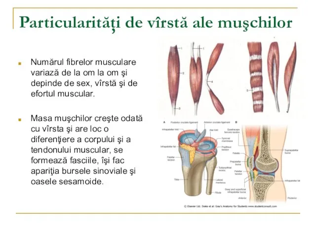 Particularităţi de vîrstă ale muşchilor Numărul fibrelor musculare variază de la