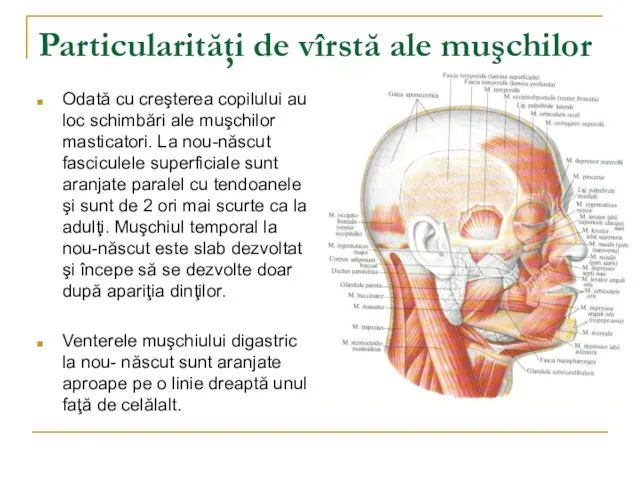 Particularităţi de vîrstă ale muşchilor Odată cu creşterea copilului au loc