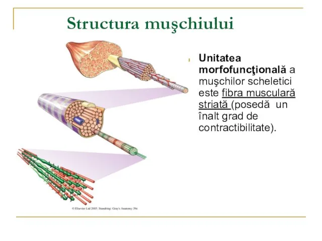 Structura muşchiului Unitatea morfofuncţională a muşchilor scheletici este fibra musculară striată