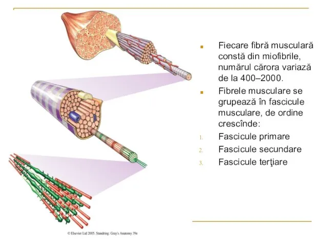 Fiecare fibră musculară constă din miofibrile, numărul cărora variază de la