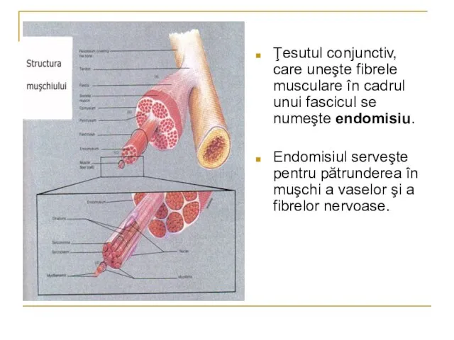 Ţesutul conjunctiv, care uneşte fibrele musculare în cadrul unui fascicul se