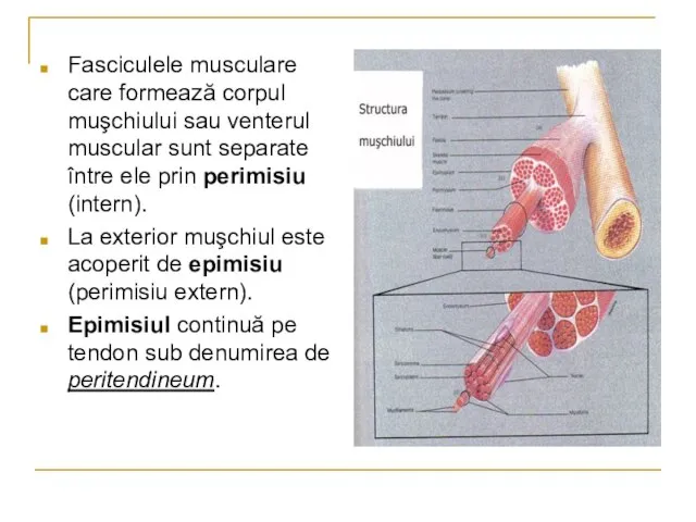 Fasciculele musculare care formează corpul muşchiului sau venterul muscular sunt separate