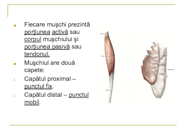 Fiecare muşchi prezintă porţiunea activă sau corpul muşchiului şi porţiunea pasivă