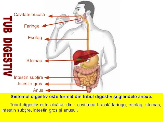 Cavitate bucală Faringe Esofag Stomac Intestin subţire Intestin gros Sistemul digestiv