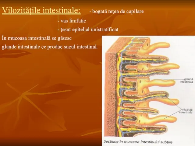 Vilozităţile intestinale: - bogată reţea de capilare - vas limfatic -