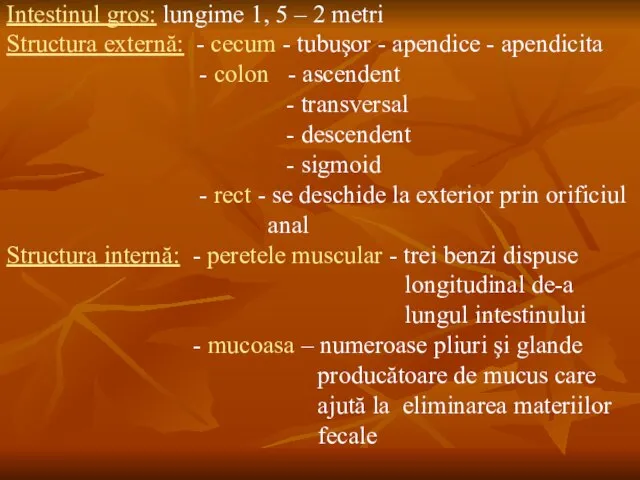 Intestinul gros: lungime 1, 5 – 2 metri Structura externă: -