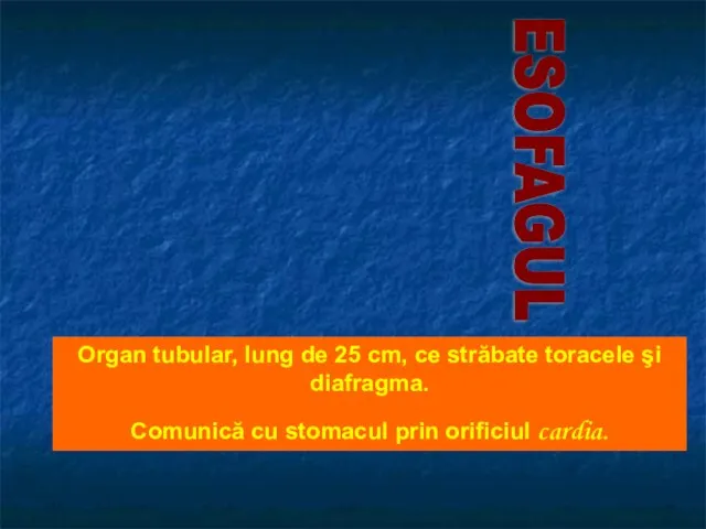 ESOFAGUL Organ tubular, lung de 25 cm, ce străbate toracele şi