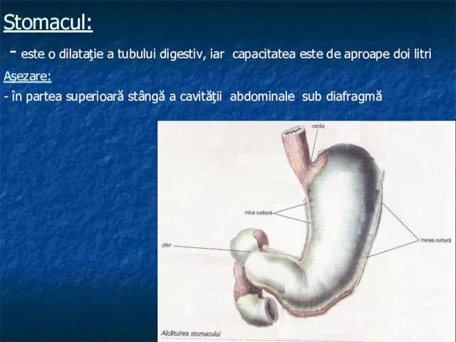 Stomacul: - este o dilataţie a tubului digestiv, iar capacitatea este