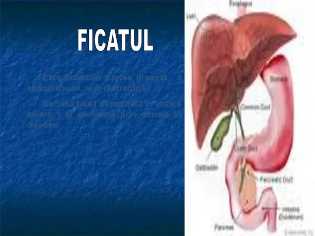 Este situat în partea dreaptă a abdomenului, sub diafragmă. Secretă bila