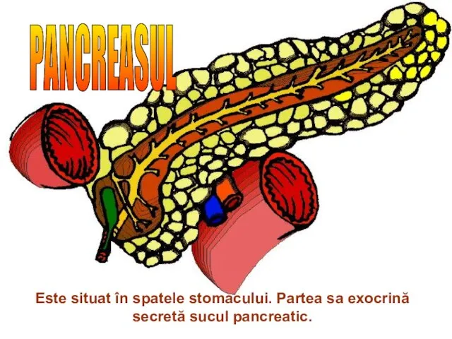 PANCREASUL Este situat în spatele stomacului. Partea sa exocrină secretă sucul pancreatic.