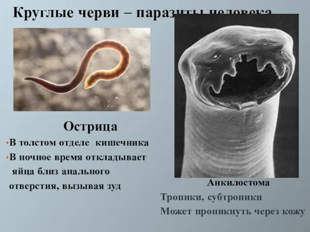 Круглые черви – паразиты человека Острица В толстом отделе кишечника В