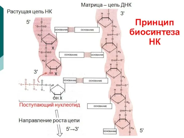 Направление роста цепи 5'→3' Поступающий нуклеотид он х х х Растущая