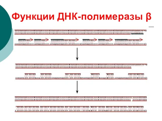 Функции ДНК-полимеразы β