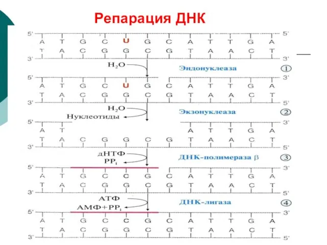 Репарация ДНК