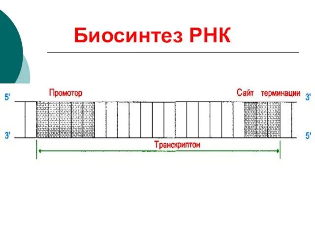 Биосинтез РНК