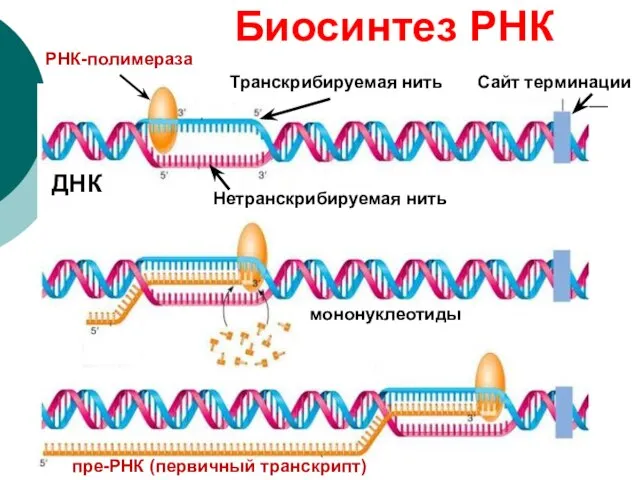 Транскрибируемая нить Нетранскрибируемая нить РНК-полимераза ДНК пре-РНК (первичный транскрипт) Биосинтез РНК мононуклеотиды Сайт терминации