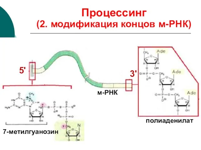 м-РНК 7-метилгуанозин полиаденилат 5' 3' Процессинг (2. модификация концов м-РНК)