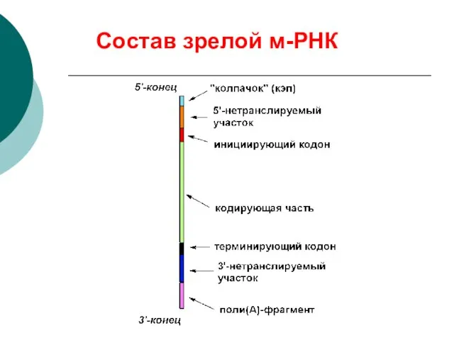 Состав зрелой м-РНК