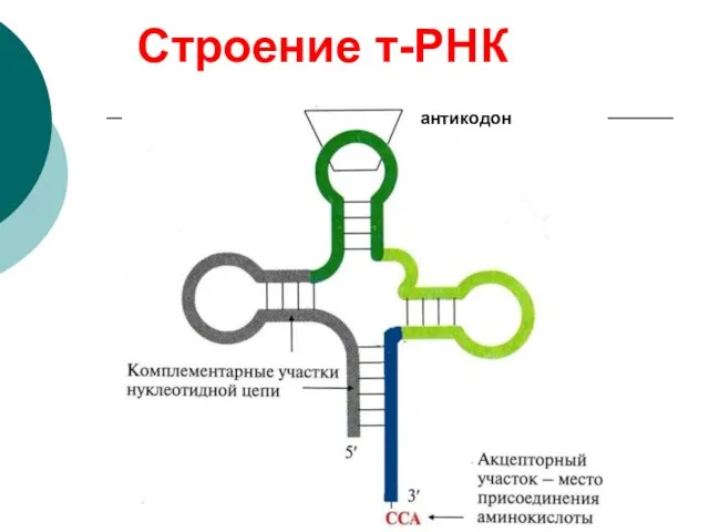 Строение т-РНК антикодон