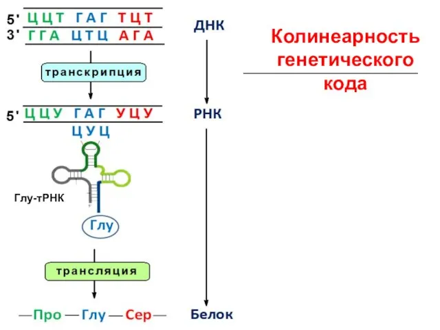 Колинеарность генетического кода Глу-тРНК