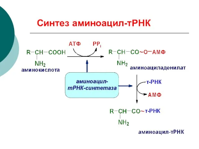 Синтез аминоацил-тРНК