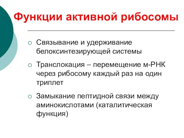 Функции активной рибосомы Связывание и удерживание белоксинтезирующей системы Транслокация – перемещение