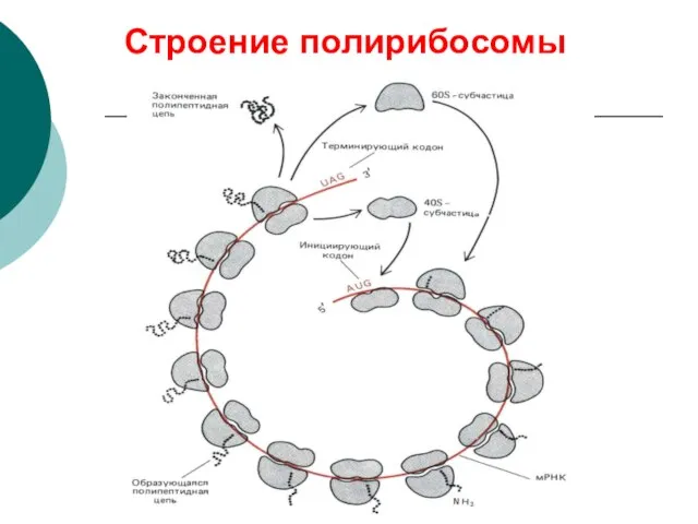 Строение полирибосомы