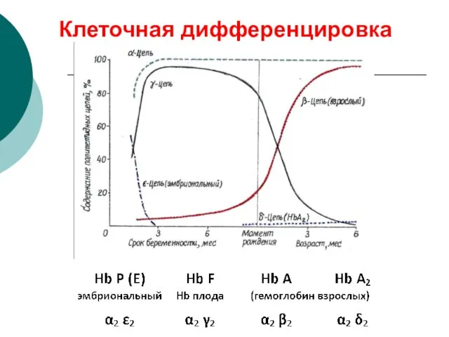 Клеточная дифференцировка