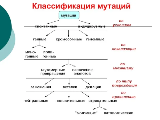 Классификация мутаций