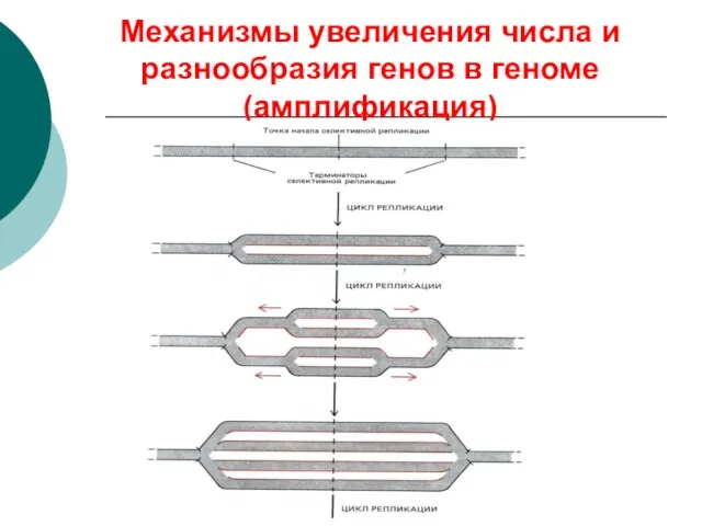 Механизмы увеличения числа и разнообразия генов в геноме (амплификация)