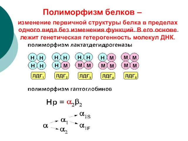 Полиморфизм белков – изменение первичной структуры белка в пределах одного вида