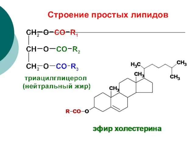 Строение простых липидов